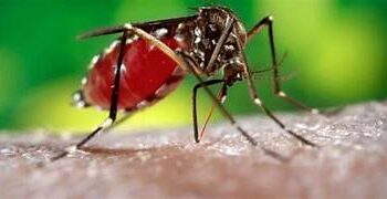 TEODELINA: TIENE SU PRIMER CASO DE DENGUE