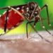 TEODELINA: TIENE SU PRIMER CASO DE DENGUE TEODELINA: TIENE SU PRIMER CASO DE DENGUE