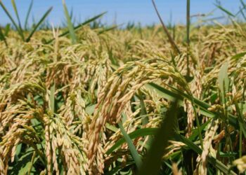 Innovación: Santa Fe a la vanguardia del mejoramiento genético del arroz