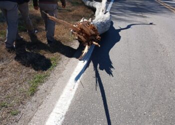 CHOVET: UN CAMIÓN CARGADO DE VACUNOS Y BOBINOS COLISIONÓ  CONTRA UN ÁRBOL SOBRE RUTA NACIONAL N°33