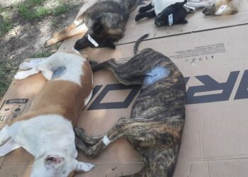 S𝙴 𝙲𝙾𝙽𝙲𝚁𝙴𝚃Ó 𝚄𝙽𝙰 𝙽𝚄𝙴𝚅𝙰 𝙹𝙾𝚁𝙽𝙰𝙳𝙰 𝙳𝙴 𝙲𝙰𝚂𝚃𝚁𝙰𝙲𝙸𝙾𝙽𝙴𝚂 𝙼𝙰𝚂𝙸𝚅𝙰𝚂