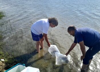 EL MUNICIPIO SEMBRÓ ALEVINOS DE PEJERREY EN EL BALNEARIO MUNICIPAL