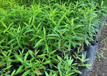 DI GREGORIO: “EL VIVERO DEPARTAMENTAL SIGUE CRECIENDO Y ESTÁ LISTO PARA LA NUEVA TEMPORADA”