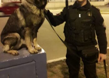 POLICIALES: Rufus y Lupo: héroes de cuatro patas en la resolución de un caso de homicidio