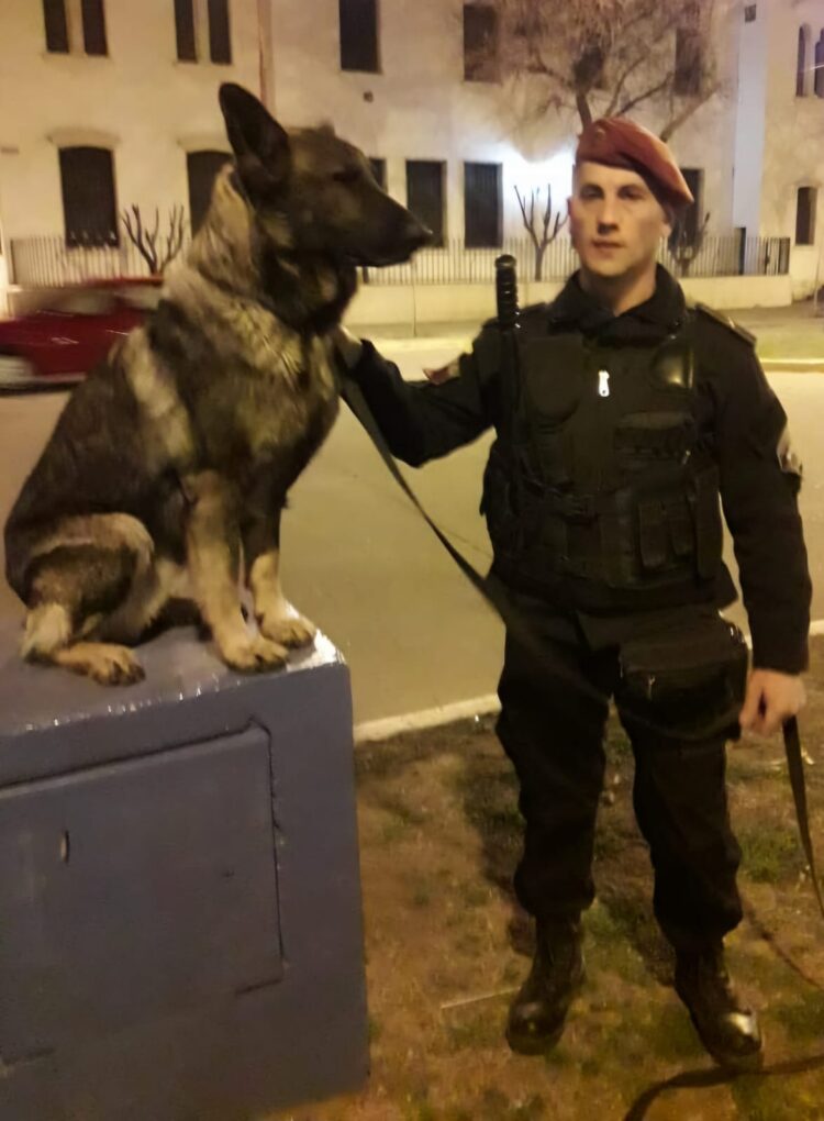 POLICIALES: Rufus y Lupo: héroes de cuatro patas en la resolución de un caso de homicidio