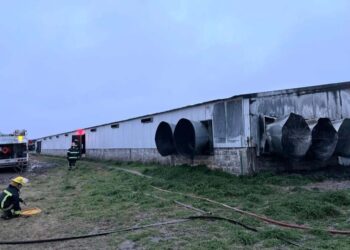 Teodelina: incendio en un criadero de gallinas