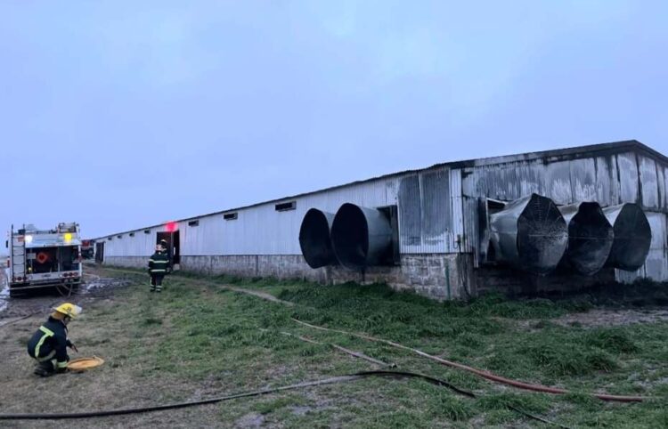 Teodelina: incendio en un criadero de gallinas