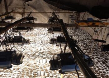 Persecución rural en Villa Eloísa: cayeron tres prófugos y hallaron un invernadero de marihuana