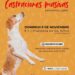 TEODELINA: Castraciones masivas para perros y gatos TEODELINA: Castraciones masivas para perros y gatos