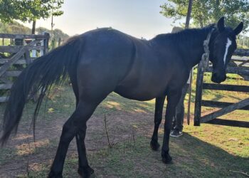 GENERAL ARENALES: Secuestro e interdicción de un equino en la vía pública.