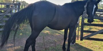 GENERAL ARENALES: Secuestro e interdicción de un equino en la vía pública. GENERAL ARENALES: Secuestro e interdicción de un equino en la vía pública.