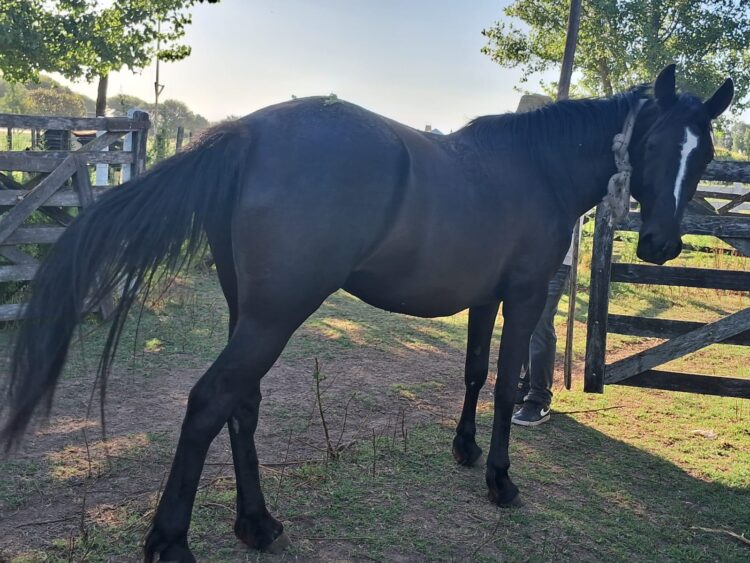 GENERAL ARENALES: Secuestro e interdicción de un equino en la vía pública.