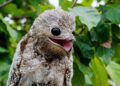 Arribeños: Bandada de Nyctibius
