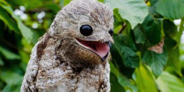Arribeños: Bandada de Nyctibius