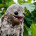 ArribeƱos: Bandada de Nyctibius ArribeƱos: Bandada de Nyctibius