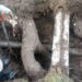 Teodelina: comunicado rotura de caño Agua Potable